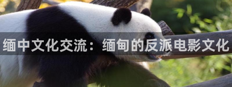 因为遇见你星辰影院