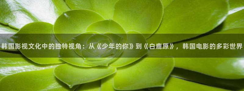 玫瑰的故事电视剧免费观看星辰影院